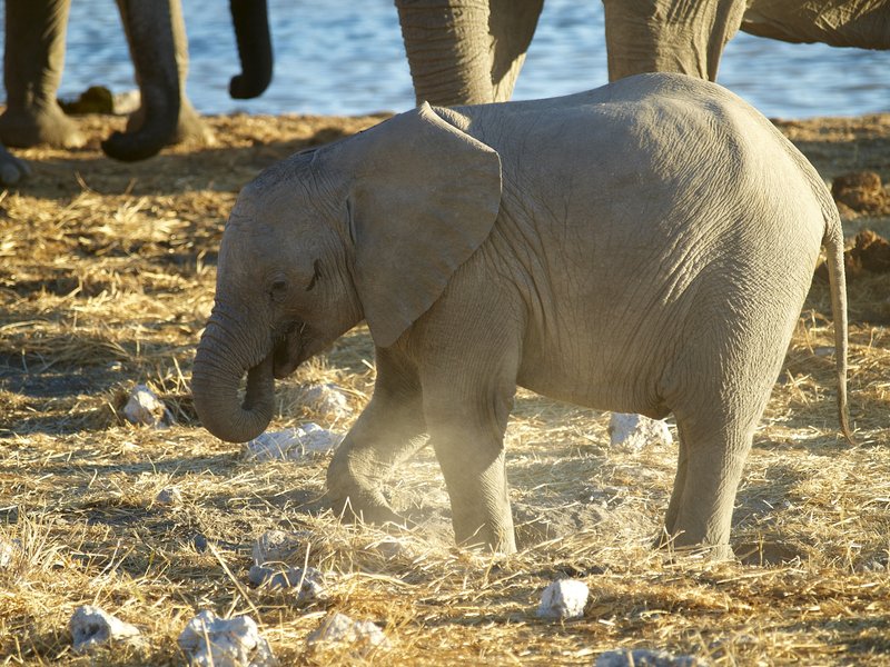 Elephant, Etosha National Park,
        Okaukuejo